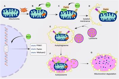 Effects of scutellarin on the mechanism of cardiovascular diseases: a review